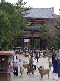 観光客からせんべいをねだる奈良公園前の鹿たち